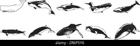 Collection of smooth vector EPS illustrations of various sharks Stock Vector