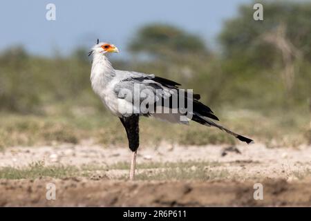 Secretarybird (Sagittaire serpentarius) - Onkolo Hide, Onguma Game Reserve, Namibie, Afrique Banque D'Images