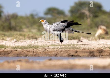 Secretarybird (Sagittaire serpentarius) - Onkolo Hide, Onguma Game Reserve, Namibie, Afrique Banque D'Images