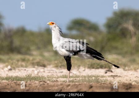 Secretarybird (Sagittaire serpentarius) - Onkolo Hide, Onguma Game Reserve, Namibie, Afrique Banque D'Images