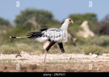 Secretarybird (Sagittaire serpentarius) - Onkolo Hide, Onguma Game Reserve, Namibie, Afrique Banque D'Images