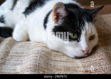 Un chat noir et blanc avec un œil vert dort sur une couverture marron et Havane. Photo de haute qualité Banque D'Images