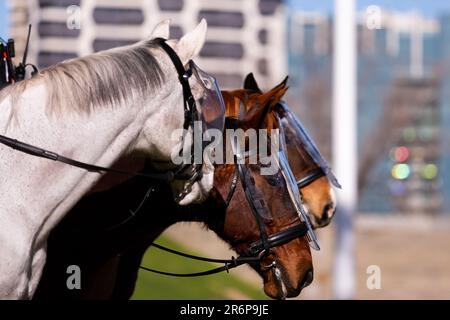 MELBOURNE, AUSTRALIE - JUILLET 31 : les chevaux de police sont prêts à la désobéissance publique, alors qu'un petit nombre d'anti-makers ont organisé un rallye pendant le COVID 19 le 31 juillet 2020 à Melbourne, en Australie. Les manifestants anti-facemask se rassemblent au sanctuaire du souvenir un jour après que Victoria ait vu un nouveau record dans les cas de coronavirus. Banque D'Images