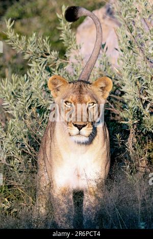 Lion (Panthera leo) - Onguma Game Reserve, Namibie, Afrique Banque D'Images