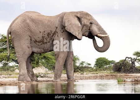 Éléphant d'Afrique (Loxodonta africana) à la réserve Onkolo Hide - Onguma Game Reserve, Namibie, Afrique Banque D'Images