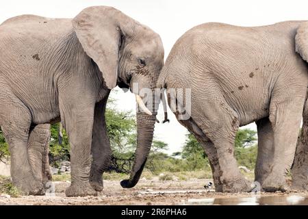 Éléphant d'Afrique (Loxodonta africana) à la réserve Onkolo Hide - Onguma Game Reserve, Namibie, Afrique Banque D'Images