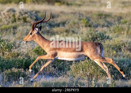 Impala (Aepyceros melampus) - Onguma Game Reserve, Namibie, Afrique Banque D'Images