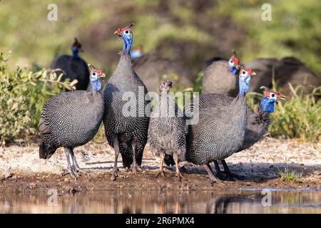 Helguineafhid (Numida meleaggis) avec bébé buvant au trou d'eau - Onkolo Hide, Onguma Game Reserve, Namibie, Afrique Banque D'Images