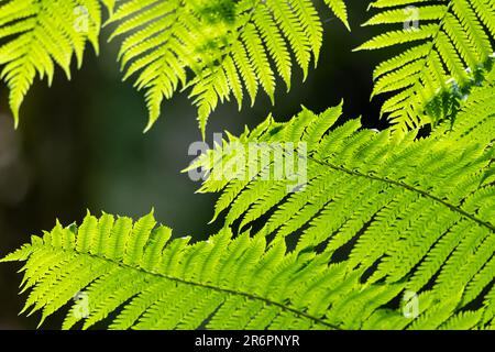 Plantes de fougères vertes et saines vues dans la forêt tropicale australienne avec des détails précis et un arrière-plan sombre flou. Banque D'Images