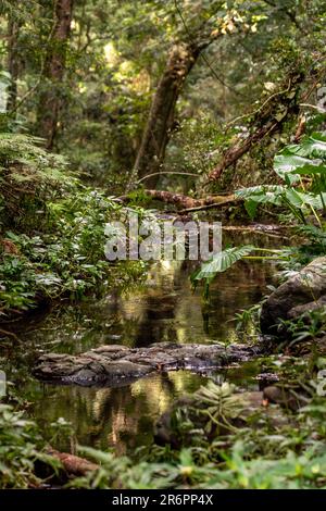 La forêt tropicale plante la flore dans le parc national de Springbrook pendant l'automne avec un fond dense et luxuriant de forêt tropicale. Banque D'Images