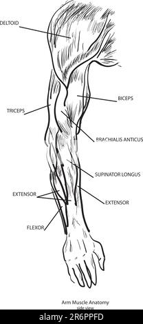 Anatomie du muscle du bras, vue latérale. Vecteur. Noir et blanc Illustration de Vecteur