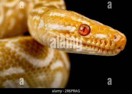 Albino arc-en-ciel boa (Epicrate cenchria cenchria) Banque D'Images