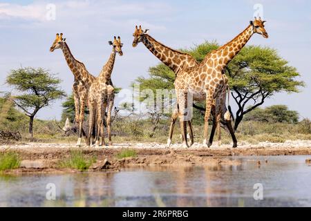 Groupe de Giraffe au trou d'eau de l'Onkolo Hide, Onguma Game Reserve, Namibie, Afrique Banque D'Images