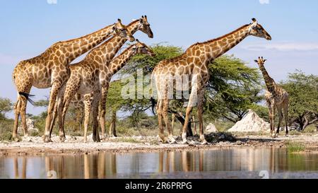 Groupe de Giraffe au trou d'eau de l'Onkolo Hide, Onguma Game Reserve, Namibie, Afrique Banque D'Images