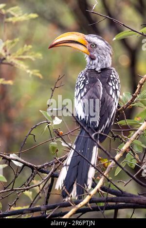 Charme à bec jaune du sud (Tockus leucomelas) - Onguma Game Reserve, Namibie, Afrique Banque D'Images