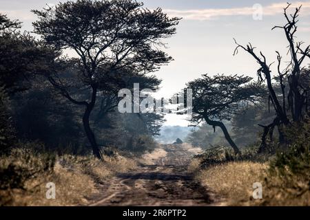 Route de terre dans la réserve de gibier d'Onguma, Namibie, Afrique Banque D'Images
