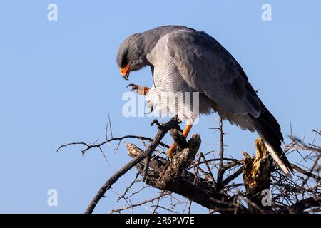 Chantage pâle-Goshawk (Melierax canorus) - Parc national d'Etosha, Namibie, Afrique Banque D'Images