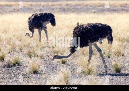 Autruche commune (Struthio camelus) - Parc national d'Etosha, Namibie, Afrique Banque D'Images