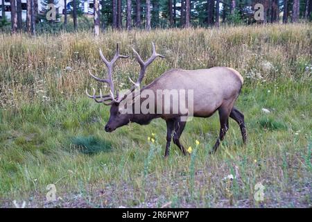 Un wapiti de taureau avec des bois magnifiques près de la ville de Jasper, dans les rocheuses canadiennes, Cervus canadensis Banque D'Images