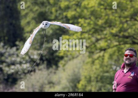 OWL de la grange [ Tyto alba ] oiseau captif en train d'être transporté par un chariot sur une ligne de sécurité à cordes Banque D'Images