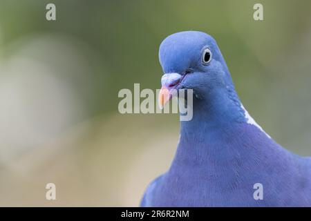 Pigeon de bois [ Columba palumbus ] tête de tir Banque D'Images