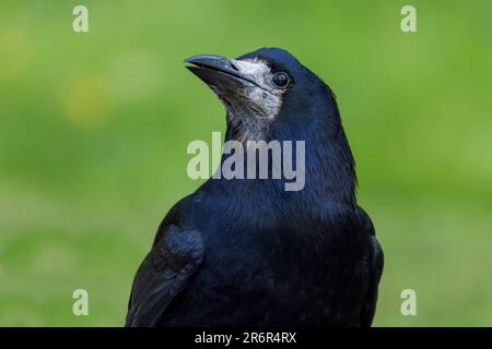 Rok [ Corvus frugilegus ] adulte tir à la tête d'oiseau Banque D'Images