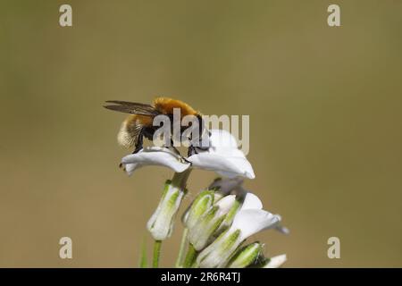 Gros plan la mouche Narcisse, la grande mouche à bulbes (Merodon equestris), les aéroglisseurs familiaux (Syrphidae). Sur les fleurs de la fusée de dame (Hesperis matronalis), Banque D'Images