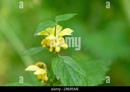 Gros plan macro image de l'archange jaune mort ortie fleur et les feuilles. Lamium galeobdoline Banque D'Images