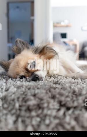 Vivez un moment de pur détente tandis que le Chihuahua trouve le calme dans un petit couloir niché sur un tapis gris doux, exsurant une aura de coziness. Banque D'Images