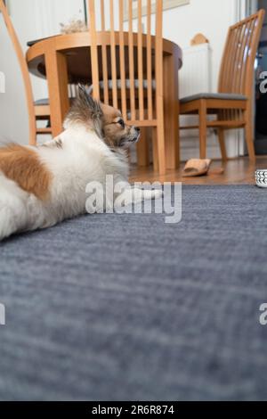 Profitez de la vue réconfortant d'un Chihuahua en profitant de son temps dans une vraie maison, reposant paisiblement sur un tapis bleu-gris dans le salon. Banque D'Images