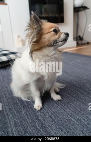 Découvrez le charmant Chihuahua, en vous prélassant dans un salon élégant avec un tapis bleu-gris, apportant chaleur et compagnie à un vrai foyer. Banque D'Images