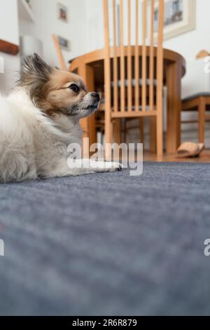 Découvrez la présence charmante d'un Chihuahua, l'animal de compagnie bien-aimé de la famille, car il trouve le confort sur un tapis bleu-gris dans le salon d'un véritable househo Banque D'Images