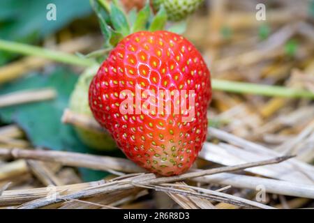 gros plan de fraise dans le jardin Banque D'Images