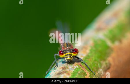 Gros plan d'un adonislibelle à libellule (Pyrrhhosoma nymphula) Banque D'Images