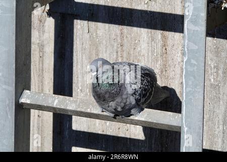 Pigeon prend un repos assis sur une échelle lors d'une journée ensoleillée. Mur en béton en arrière-plan. Pigeon regardant directement dans la caméra. Banque D'Images