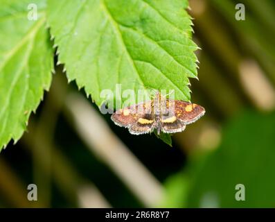 papillon de skipper cube jaune sur feuille Banque D'Images