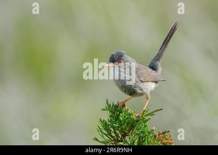 Paruline des Baléares, Curruca balearica, homme adulte unique perché au sommet du Bush, son Real, Majorque, Iles Baléares, Espagne Banque D'Images