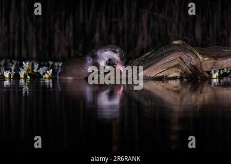 Adulte Otter (Lutra lutra) cherchant un repas dans un étang de Lily. Stamford Lincolnshire Royaume-Uni. Mai 2023 Banque D'Images