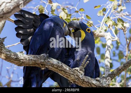 Macaw de jacinthe (Anodorhynchus hyacinthinus), Pantanal, Brésil Banque D'Images