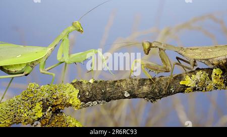 10 juin 2023, oblast d'Odessa, Ukraine, Europe de l'est: Ralenti, deux grandes femelles priant des mantis se rencontrent sur la même branche d'arbre. Conflit de mantis d'arbre transcaucasien (Credit image: © Andrey Nekrasov/ZUMA Press Wire) USAGE ÉDITORIAL SEULEMENT! Non destiné À un usage commercial ! Banque D'Images