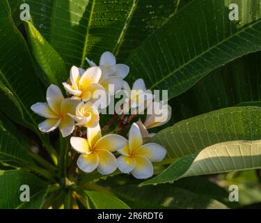 Vue rapprochée de la plumeria blanche et jaune ou du bouquet de fleurs frangipani sur fond de feuillage après la pluie dans un jardin tropical ensoleillé Banque D'Images