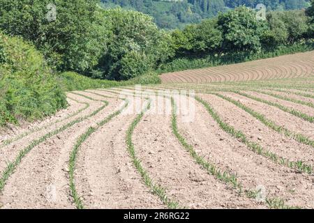 Terrain ensoleillé en pente avec jeunes plants de maïs / Zea mays en croissance à la mi-juin. Banque D'Images