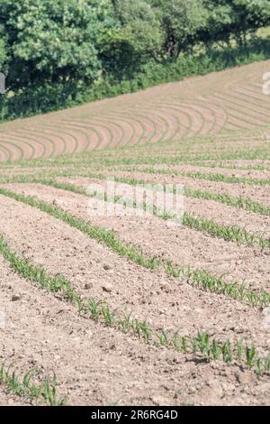 Terrain ensoleillé en pente avec jeunes plants de maïs / Zea mays en croissance à la mi-juin. Banque D'Images