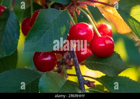 Cerises douces mûres juteuses sur l'arbre Banque D'Images