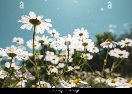Fleurs blanches s'étendant au soleil. Prise de vue en angle bas d'un champ de pâquerettes d'été dans des tons chauds. Accent sélectif sur la plus grande fleur Banque D'Images