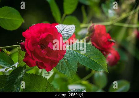 Belle rose rouge dans le jardin. Fleurs de rose rouge avec rayons de soleil sur le fond Banque D'Images