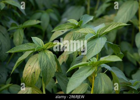 Vert naturel feuilles de jute gros plan photos dans le champ du Bangladesh Banque D'Images