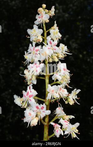 Gros plan sur les fleurs du châtaignier à cheval Aesculus hippocastanum sur fond sombre Banque D'Images