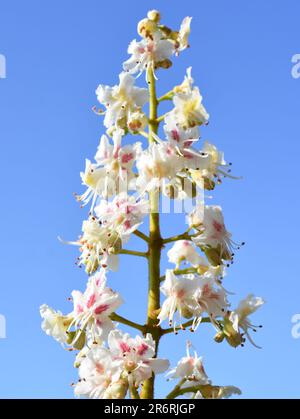 Branche fleurie de l'arbre de châtaignier de cheval Aesculus hippocastanum et fond bleu ciel Banque D'Images