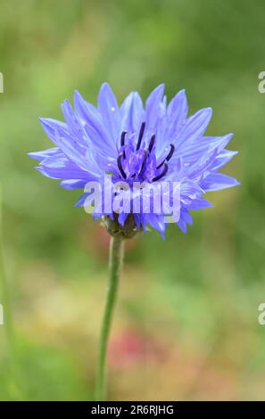 Fleur de maïs Centaurea cyanus gros plan sur fond vert Banque D'Images